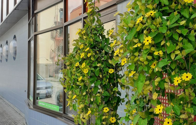 Aronian ovella isot kukkaköynnökset.